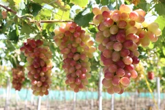 Nho ba màu chuẩn bị cho thu hoạch. Ảnh: Nguyễn Thành/TTXVN)