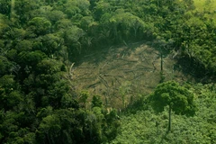Nhiều diện tích rừng bị chặt phá tại khu vực Tây Amazon, Brazil. (Ảnh: AFP/TTXVN)