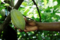 Cơ quan chức năng Guatemala đã triệt phá khoảng 1,5 triệu cây coca. (Nguồn: forecastwire.com)