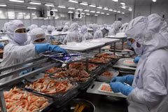 Dây chuyền chế biến tôm đông lạnh xuất khẩu của Công ty Cổ phần Chế biến thủy sản xuất khẩu Thuận Phước. (Ảnh: Vũ Sinh/TTXVN)