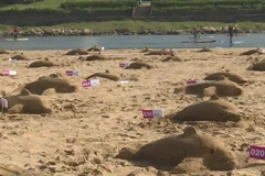 [Video] Gần 300 người lập kỷ lục Guinness điêu khắc cát hình cá heo 