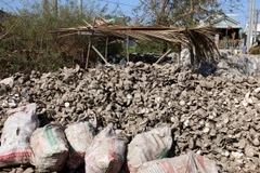 (Ảnh minh họa: Trần Thị Thu Hiền/TTXVN)