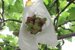 (Ảnh minh họa: Nguyễn Thành/TTXVN)