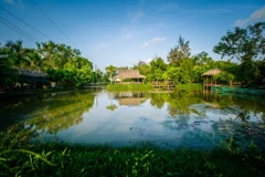 Vườn chim Bạc Liêu là nơi làm tổ quan trọng của nhiều loài chim nước, điển hình là các loài le le, cò, diệc, vạc, còng cọc, quắm đen và nhiều loài khác. (Ảnh: Trọng Đạt/TTXVN)