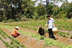 (Ảnh minh họa: Hồng Điệp/TTXVN)