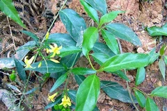 Mâu thuẫn với gia đình, cô gái 22 tuổi ăn lá ngón tự tử