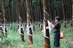Tính kỹ việc trồng lại cây cao su ở Bắc Trung bộ