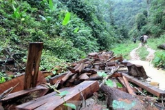 Một điểm tập kết gỗ lậu. Ảnh minh họa. (Nguồn: Văn Trình/TTXVN)