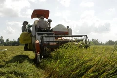 Nông dân Hậu Giang thu hoạch lúa Đông Xuân. (Ảnh: Duy Khương/TTXVN)