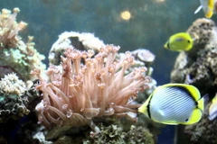 Ảnh chỉ có tính minh họa. (Ảnh: Thế Duyệt/TTXVN)