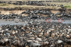 Ngựa vằn trốn kỹ giữa bầy linh dương đầu bò hàng nghìn con