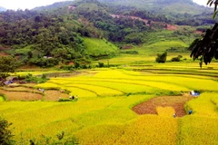 Ruộng bậc thang xã Công Bằng vào mùa lúa chín. (Nguồn: baobackan.org.vn)