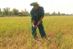 Nông dân mất trắng diện tích lúa do mặn đến sớm. (Ảnh: Chanh Đa/TTXVN)