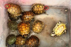 Rùa tai đỏ là 1 tróng số 19 loài ngoại lai xâm hại cần ngăn chặn. (Ảnh: H.V/Vietnam+)