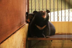 Hai cá thể gấu ngựa trong lồng nhốt. (Ảnh: TCĐVCA cung cấp)