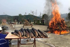 Cơ quan chức năng thành phố Lào Cai tiến hành tiêu hủy ngà voi trong năm 2017. (Ảnh: ENV cung cấp)