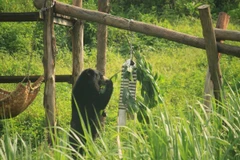 Gấu được rèn luyện bản năng tự nhiên qua các trò chơi hàng ngày. (Nguồn ảnh: ENV cung cấp)