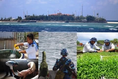 Không còn là những hòn đảo “cô đơn” giữa trùng khơi bởi sự khô khốc, nắng gió mặn mòi, Trường Sa bây giờ, đâu đâu cũng hiện ra một màu xanh biếc, đó là xanh của sức sống, của niềm tin và hy vọng. (Ảnh: Hùng Võ/Vietnam+)