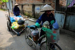 Thiếu xe đẩy, xe cơ giới không vào các ngõ xóm dưới 2m, công nhân ở xã Tiên Dương, huyện Đông Anh phải dùng xe bò kéo để đi gom rác. (Ảnh: Q.Sỹ/Vietnam+)