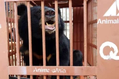 Gấu nhỏ hơn so với gấu trưởng thành bình thường và ở giữa khung cảnh công trường nắng nóng. (Ảnh: TCĐVCA cung cấp)