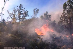 Ảnh chỉ có tính chất minh họa. (Nguồn: TTXVN) 