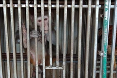 Một trong 3 cá thể khị bị nuôi nhốt trong lồng sắt tại nhà hàng Phú Sơn. (Ảnh: Hùng Võ/Vietnam+)