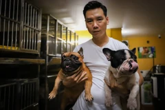 Đầu bếp 9x kiếm tiền tỷ mỗi năm từ việc nuôi chó bull Pháp 