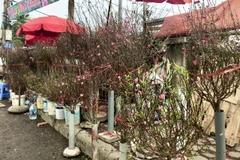 Tết Nguyên đán 2022 cận kề là thời điểm các mặt hàng đào, quất Tết thu hút sự quan tâm của khách hàng tại chợ hoa (Ảnh: Việt Anh/Vietnam+)