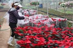 Chủ nhà vườn Việt Hiển chia sẻ:’ Năm nay vì người dân trồng được ít hoa nên thời điểm này hầu hết các vườn đều hết hàng do khách đặt trước.’ (Ảnh: Hoài Nam/Vietnam+)