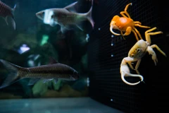 [Photo] Độc đáo thú chơi cua cảnh nhiều màu sắc tại Hà Nội