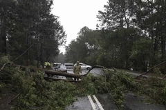 Cây xanh bị đổ trên đường tại Đà Lạt. (Ảnh: Anh Tuấn/TTXVN)