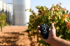 Thu hoạch nho để làm rượu tại Tây Ban Nha ngày 13/11. (Nguồn: THX/TTXVN)