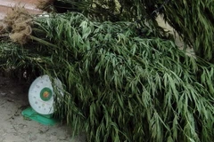 (Ảnh minh họa: Trung Hiếu/TTXVN)