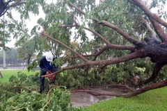 Cây xanh bị đổ ngã tại Quảng trường thành phố Tam Kỳ. (Ảnh: Đỗ Văn Trưởng/TTXVN)