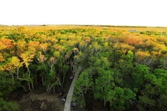 Rú Chá là khu rừng ngập mặn nguyên sinh quý hiếm còn lại trên phá Tam Giang, thuộc xã Hương Phong, thị xã Hương Trà (tỉnh Thừa Thiên-Huế). (Ảnh: Hồ Cầu/TTXVN)