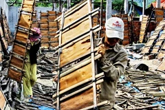 Giá quế Trà Bồng liên tục tăng cao, người trồng phấn khởi