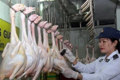 Quảng Nam xử lý nghiêm việc bơm nước, hóa chất vào gia súc