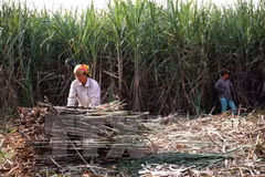 Thu hoạch mía. (Nguồn: TTXVN)