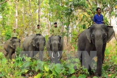 Ảnh minh họa. (Nguồn: Minh Đức/TTXVN) 