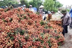 Vải thiều Việt chuẩn bị sẵn sàng để vào thị trường Mỹ, Australia 