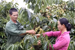Nông dân tỉnh Lâm Đồng dốc sức chống khô hạn cho cây càphê