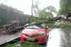 Cây đổ trên đường Láng, đè vào một chiếc xe Toyota (Ảnh: Võ Phương/Vietnam+) 