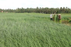 Trồng cói trên đất nhiễm phèn giúp tăng thu nhập cho người dân 