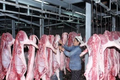 Giết mổ gia súc tại Trung tâm giết mổ gia súc Đà Sơn, quận Liên Chiểu, Đà Nẵng. (Ảnh: Đình Huệ/TTXVN)