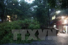 Gió xoáy bẻ gãy nhiều cây xanh ở Lào Cai, Sa Pa chuyển rét sâu