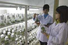 Chứng nhận thương hiệu độc quyền Diệp hạ châu Cát Tiên