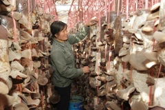 Ảnh minh họa. (Ảnh: Phương Hoa/TTXVN)