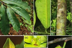 Ảnh minh họa. (Nguồn: khanhhoa.gov.vn)