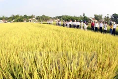 Mở rộng trồng giống lúa lai năng suất cao ở các tỉnh phía Nam