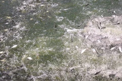 Trà Vinh: Giá cá lóc tăng, người nuôi lãi 3.000-4.000 đồng/kg